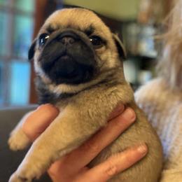 Gilbert - Fawn male Pug puppy in Saint Pauls, North Carolina from Copperfield’s Goldens