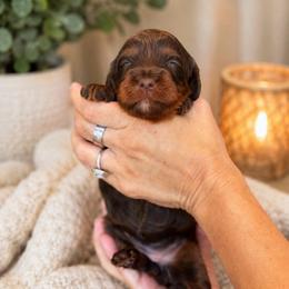 Lexi - Chocolate female Cavapoo puppy in Yuciapa, California from AlltheDoodlez_