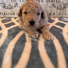 Samuel - Apricot male Goldendoodle puppy in Bucyrus, Missouri from Hill Top Pomskies