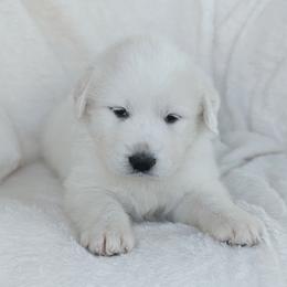 Magenta - White female Great Pyrenees puppy in Yakima, Washington from Naches Heights Ranch