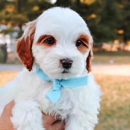 Goldie - baby blue - Parti female Goldendoodle puppy in Ruthorfordton, North Carolina from Duncan Doodles Goldendoodles