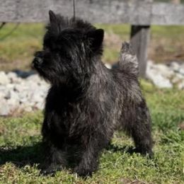 Henry - Cairn Terrier