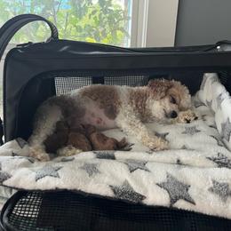 Poodle puppies from LittleBear Poodles