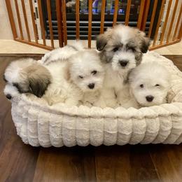 Coton de Tulear puppies from Polar Pup Cotons