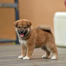 Luna - Red female Shiba Inu puppy in Hollywood, Florida from Bright Ray