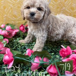 Fay apricot girl - Golden female Cockapoo puppy in Haines City, Florida from Camic Cockapoos