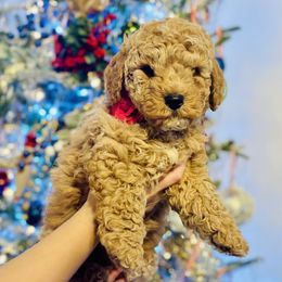 Pinky Pie - Apricot female Saint Berdoodle puppy in Swartz Creek, Michigan from Whisky Paws Saint Berdoodles and Poodle Pups