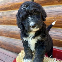 Dark Pink Girl - Tri-color female Bernedoodle puppy in Coeur D’alene, Idaho from HooDoodles