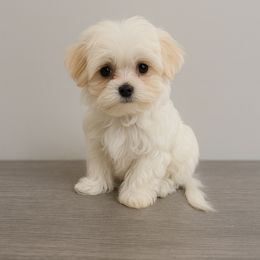Rhodes - White and tan male Maltese puppy in Morehead, Kentucky from Paw Perfect Pets