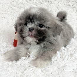 AKC Slate - Blue male Shih Tzu puppy in Greenville, South Carolina from Babyface Shih Tzu