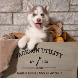 Cupid (champion lines) - Pomsky puppy in Lakeland, Florida from Peace Love and Pomskies