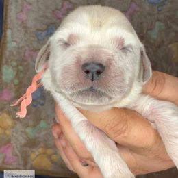 Hello World Girl - Light golden female Golden Retriever puppy in Argyle, Texas from Skarlotte Goldens, LLC