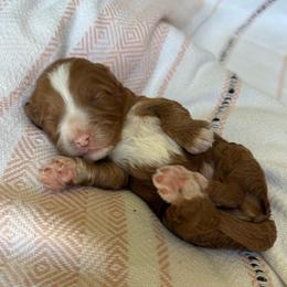 Boy 2 - Parti male Goldendoodle puppy in Hobbs, New Mexico from Goldie Locks Golden Retrievers & Doodles