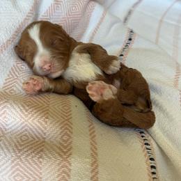 Boy 2 - Parti male Goldendoodle puppy in Hobbs, New Mexico from Goldie Locks Golden Retrievers & Doodles