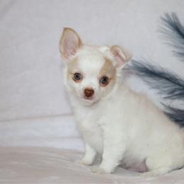 Piper - Cream and white male Chihuahua puppy in Wakarusa, Indiana from My Fuzzy Chihuahuas