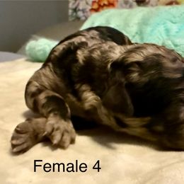 Millie - Blue merle female Aussiedoodle puppy in Tulsa, Oklahoma from Vali Girl Aussiedoodles