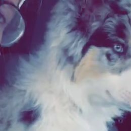 Australian Shepherds from Victoria Abbott