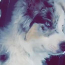 Australian Shepherds from Victoria Abbott