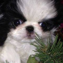 Japanese Chins from Cordia Japanese Chin