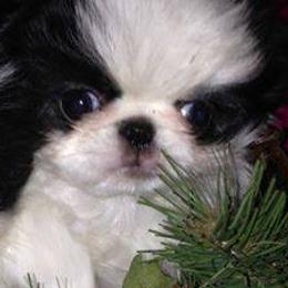 Japanese Chins from Cordia Japanese Chin