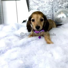 Dachshund Puppies from M.H.P Dachshunds
