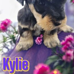 Kylie - Black and silver female Miniature Schnauzer puppy in Lexington, North Carolina from Schnauzer Snobs