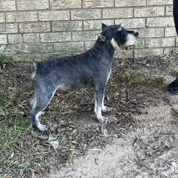 Cheyenne - Miniature Schnauzer