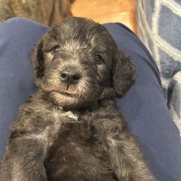 Bedlington Terrier Puppies from Barbos Heart