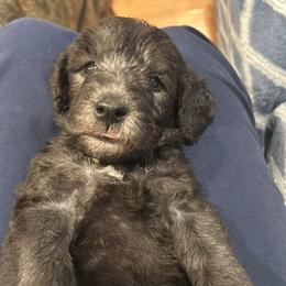 Bedlington Terrier Puppies from Barbos Heart