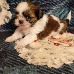 Gavin - Red and white male Shih Tzu puppy in Parma, Ohio from D's DeVine Shih-Tzu