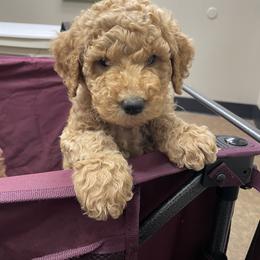 Goldendoodle and Poodle Puppies from Ransone’s Ridge Runners Poodles and Doodles
