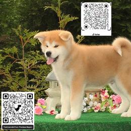 MR. Big Red 1 - Red male Japanese Akitainu puppy in Maryland from Capital Akita