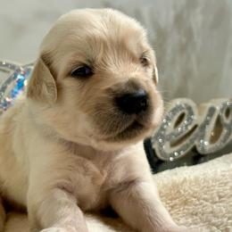 Titan - Light golden male Golden Retriever puppy in Doniphan, Missouri from Stockford’s Golden Retrievers