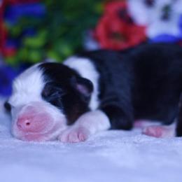Boy 2 - Black tri-color male Australian Shepherd puppy in Easton, Missouri from MMA Kennel