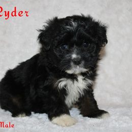 Ryder - Black tri Miniature Australian Shepherd puppy in Paris, Texas from Kuttin’ Up Mini Aussies
