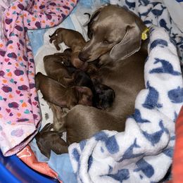Dachshund Puppies from Autumns Dachshunds
