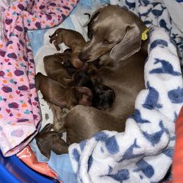 Dachshund Puppies from Autumns Dachshunds