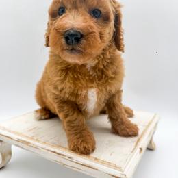 Rain - Apricot female Goldendoodle puppy in Sunman, Indiana from Brunsman Country Doodles LLC