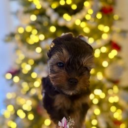 Flint (Mini Shop and Hocus Pocus Lineage) - Black and tan male Yorkshire Terrier puppy in Pittsburg, California from Crystal Garden Yorkies