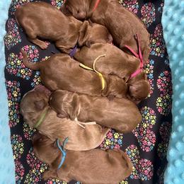 Pink Female - Apricot female Goldendoodle puppy in Great Falls, Montana from Montana Goldendoodles