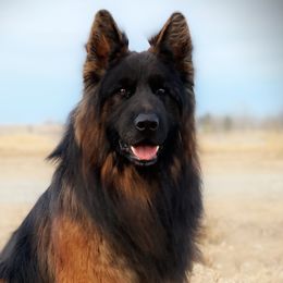 Brego - German Shepherd