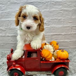Thomas O'Malley - Blenheim male Cavapoo puppy in Lancaster, Missouri from Cavapoo Acres