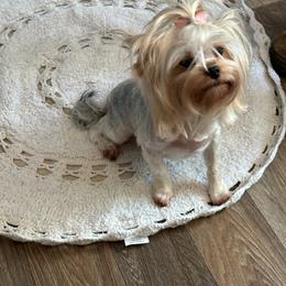 Gracie - Yorkshire Terrier
