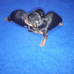 Boy 2 - Yorkshire Terrier puppy in Jacksonville, Arkansas from Royal Yorkie Terrier