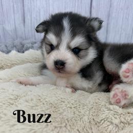 Buzz - Black and white male Pomsky puppy in Eastman, Georgia from Once Upon A Pomsky