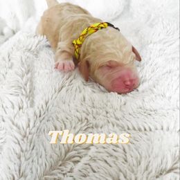 Boy 1 - Goldendoodle puppy in Parkersburg, West Virginia from Moore Pups the Merrier