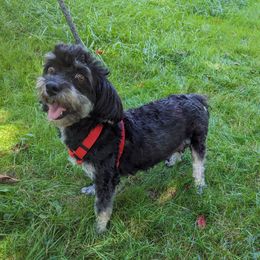 Elphene - Havanese