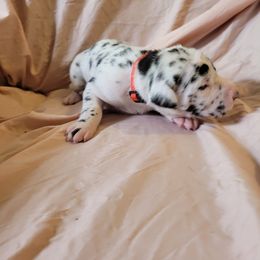 Cane Corso and Great Dane Puppies from RC RANCH GREAT DANES