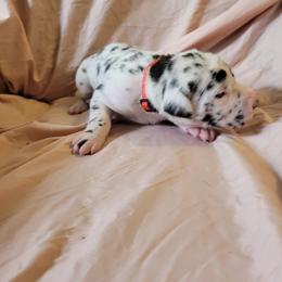 Cane Corso and Great Dane Puppies from RC RANCH GREAT DANES