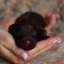 Navy - Chocolate male Australian Labradoodle puppy in Williamstown, New York from Lewis Manor Labradoodles